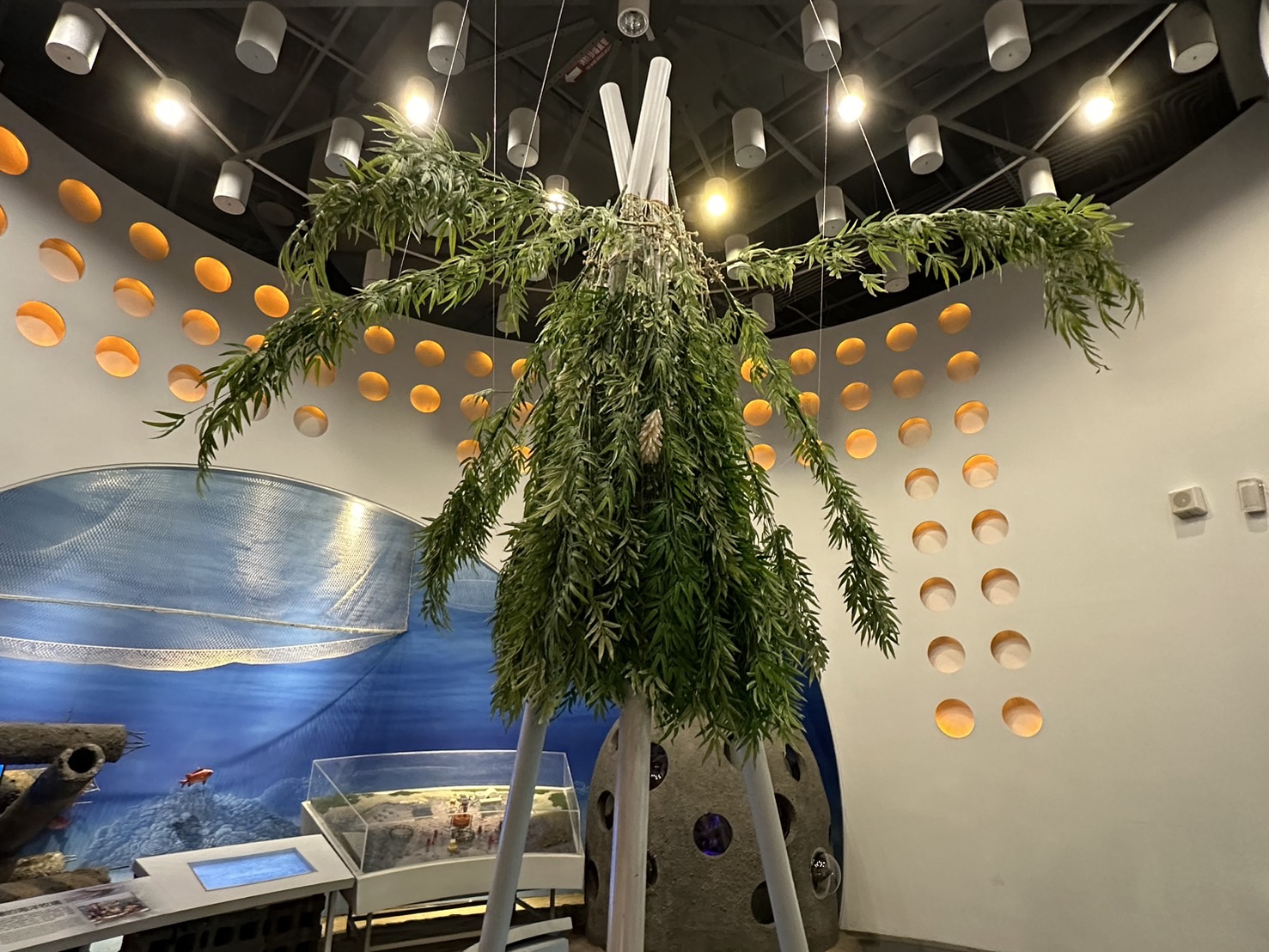 魚苗放流(軟絲復育)
