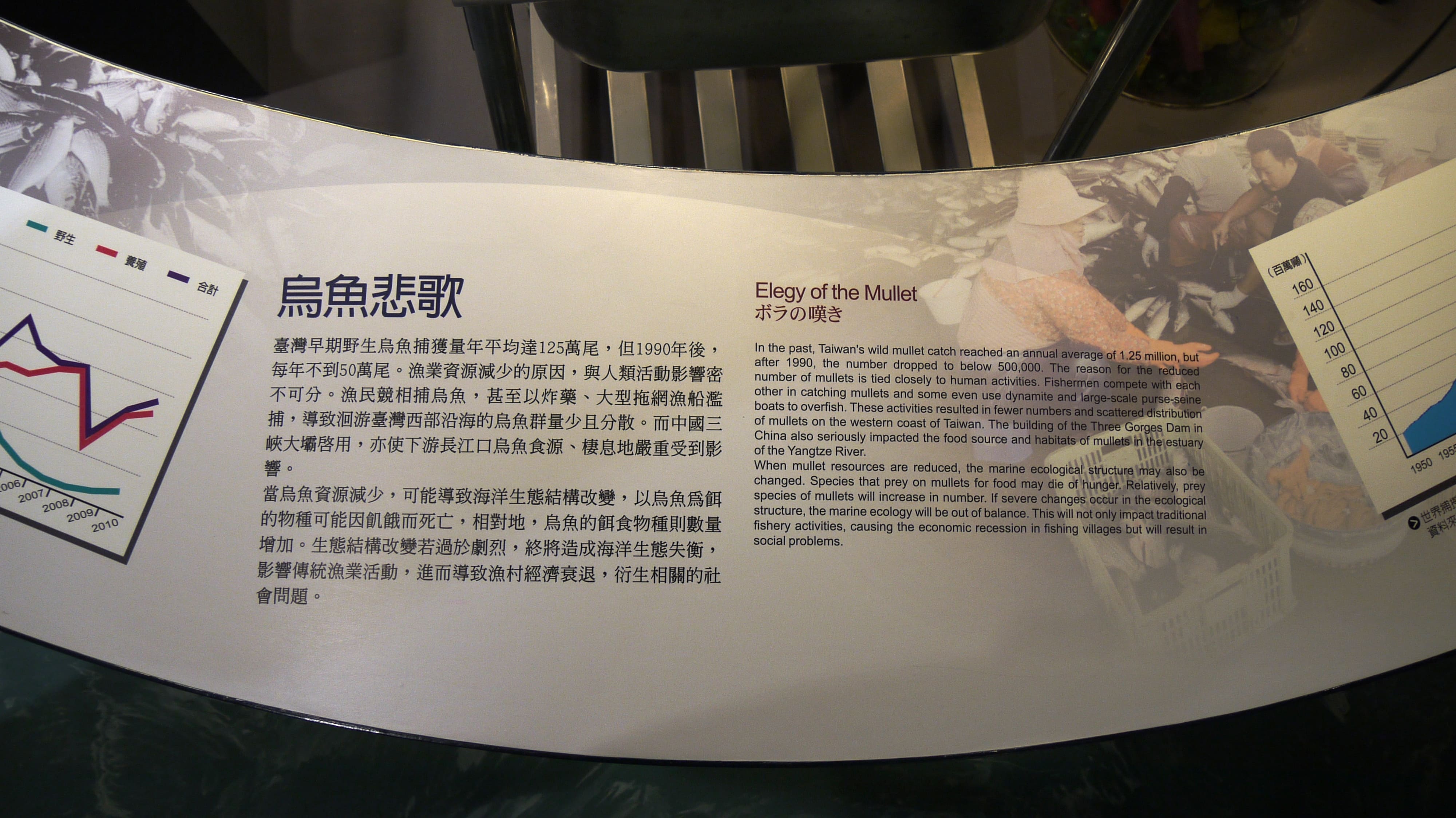 烏魚悲歌