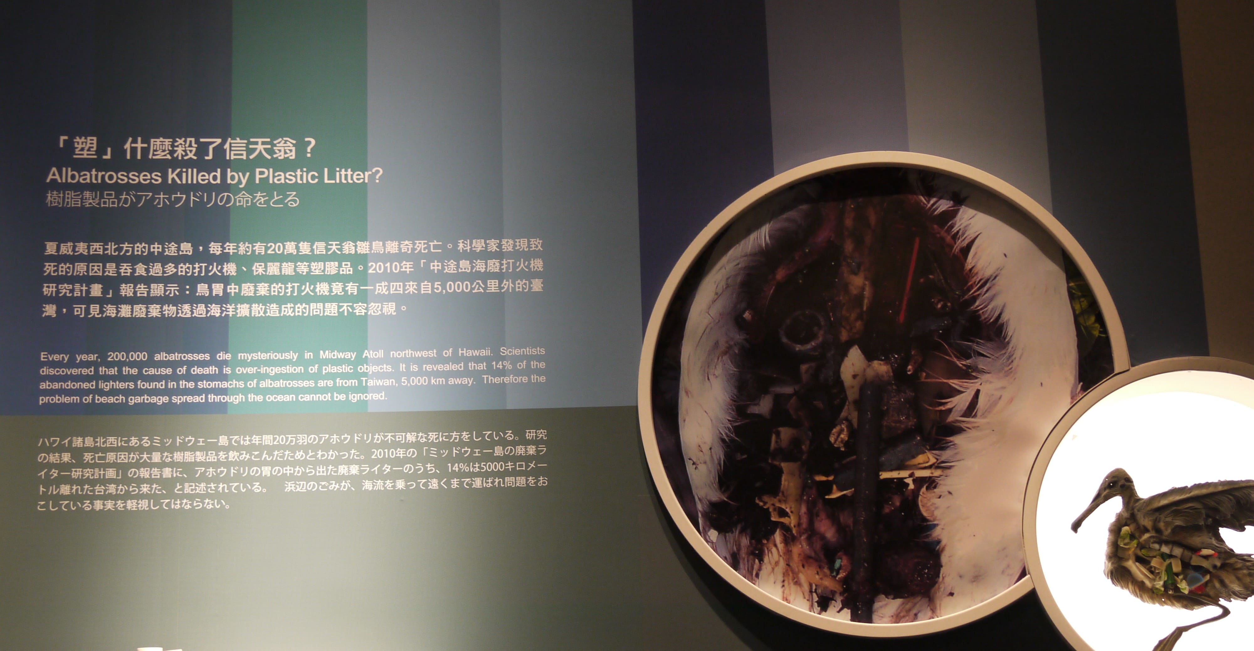 「塑」什麼殺了信天翁？