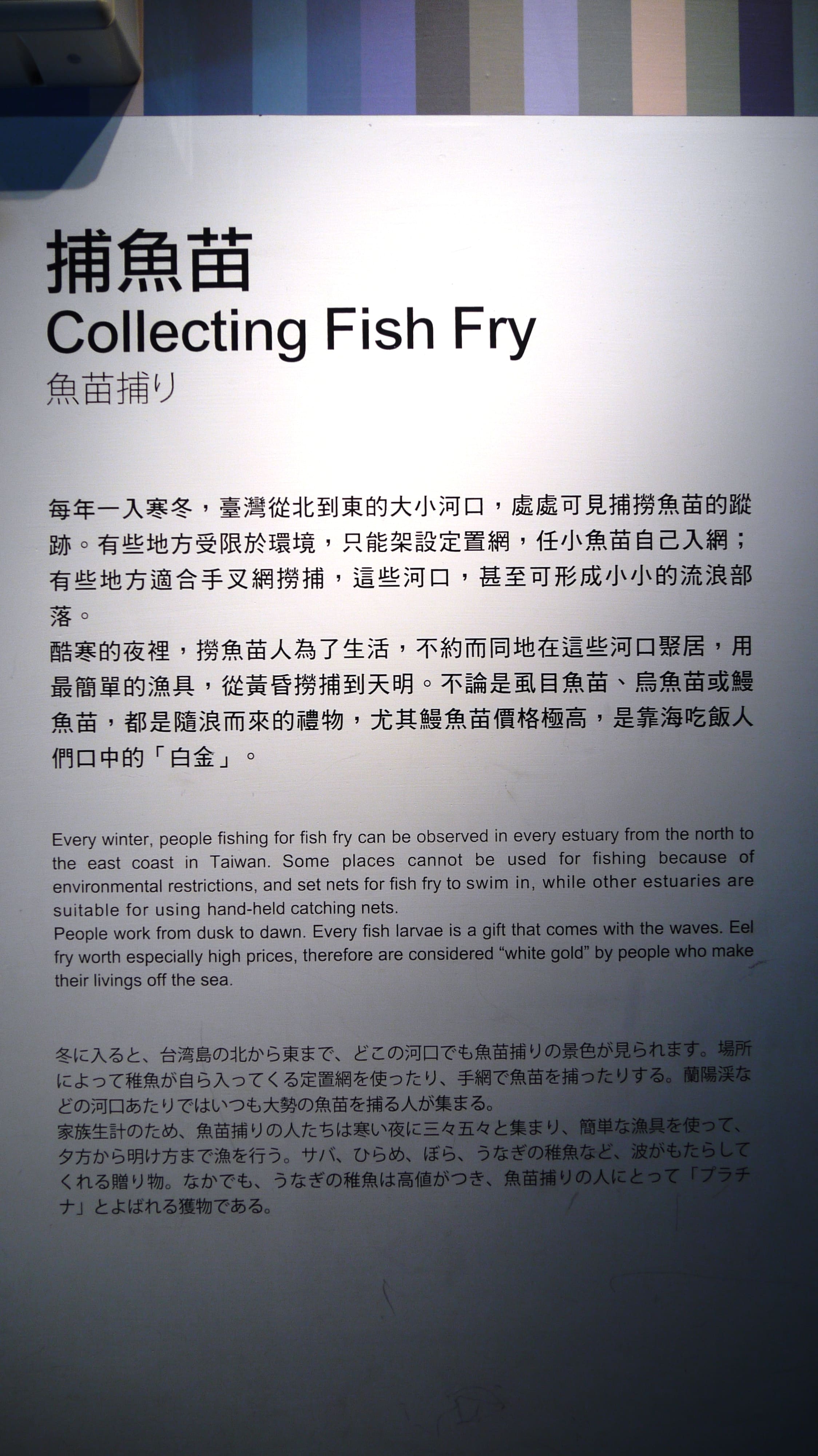 捕魚苗