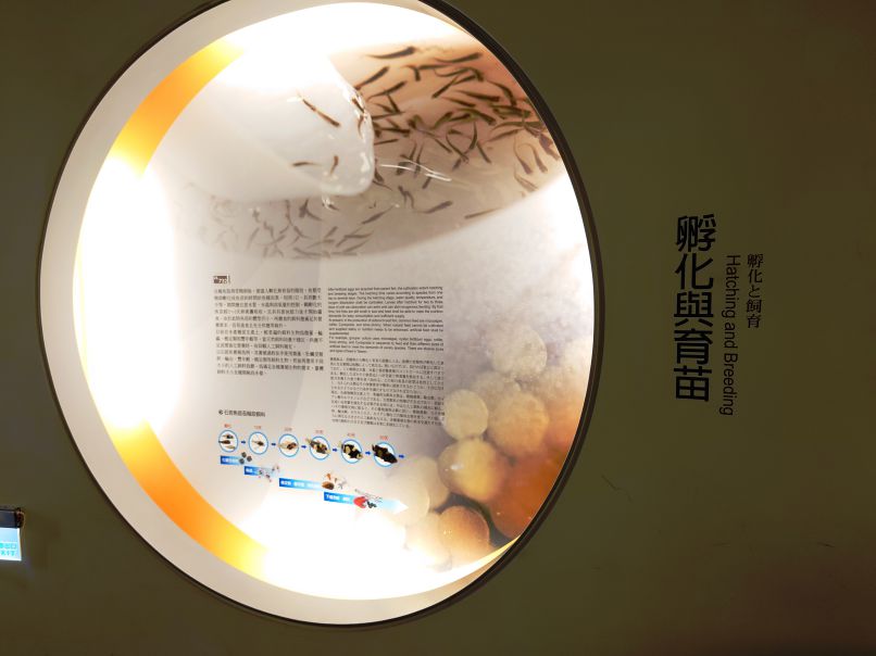 孵化與育苗