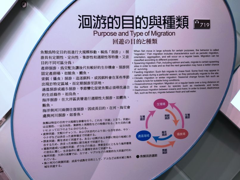 洄游的目的與刺網漁法